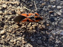 Spilostethus pacificus