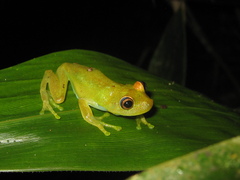 Boana cinerascens