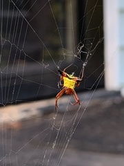 Micrathena sagittata