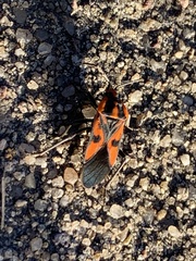 Spilostethus pacificus