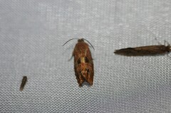 Cydia latiferreana