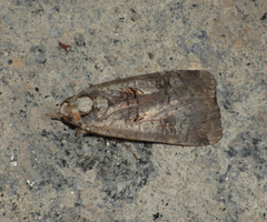 Epilecta linogrisea