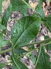 Pentanema squarrosum