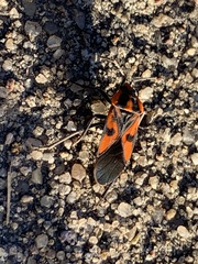 Spilostethus pacificus