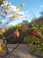 Cochlospermum vitifolium