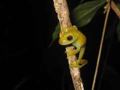 Boana cinerascens