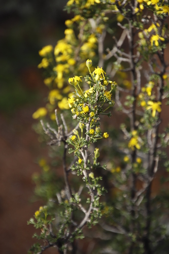 Image of Euryops multifidus by (c) Tony Rebelo, some rights reserved (CC BY-SA)