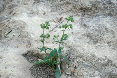 Campanula sibirica