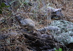 Otospermophilus variegatus
