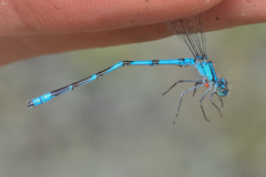 Arrenurus