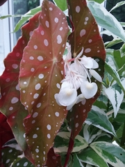 Begonia maculata