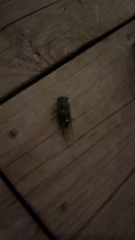 Neotibicen pruinosus