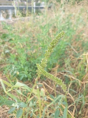 Setaria verticillata