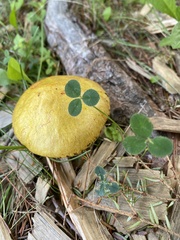 Suillus americanus