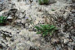 Aster amellus bessarabicus