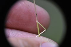Festuca