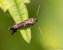 Scythris