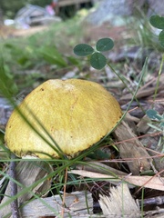Suillus americanus