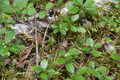 Festuca