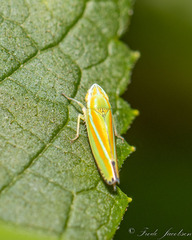 Graphocephala versuta