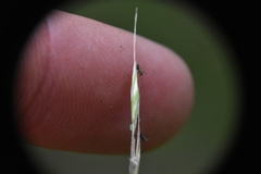 Festuca
