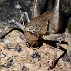 Thyreonotus corsicus