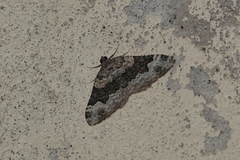 Epirrhoe galiata