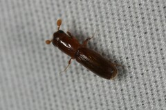 Euplatypus compositus