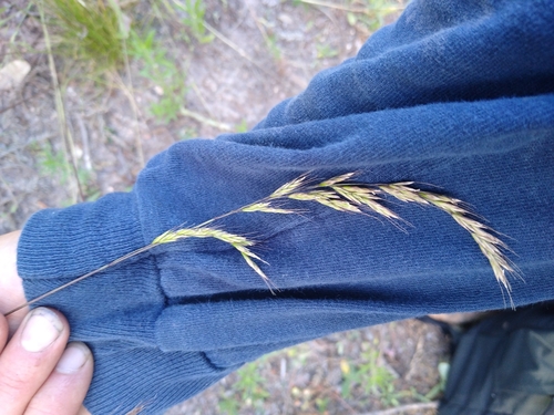 Image of Festuca occidentalis by no rights reserved