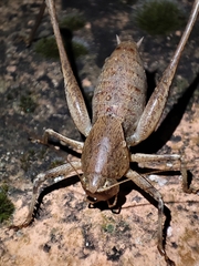 Thyreonotus corsicus