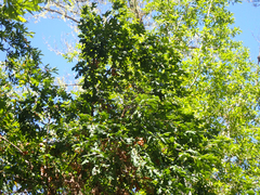 Quercus garryana