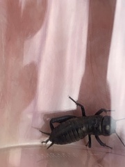 Gryllus campestris