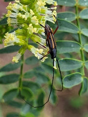 Sphaenothecus bilineatus