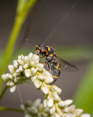 Parancistrocerus fulvipes