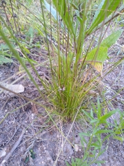 Festuca occidentalis