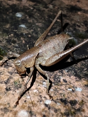 Thyreonotus corsicus