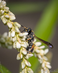Parancistrocerus fulvipes