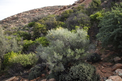 Calobota