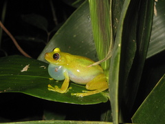Boana cinerascens