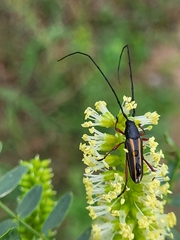 Sphaenothecus bilineatus