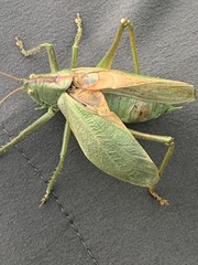 Tettigonia cantans