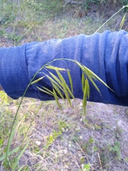 Bromus vulgaris