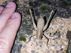 Thyreonotus corsicus