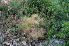 Prangos trifida