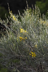 Calobota