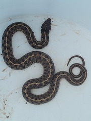 Thamnophis marcianus