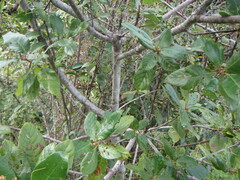 Guettarda platypoda