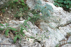 Aster amellus bessarabicus
