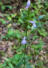 Lobelia puberula