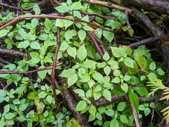 Pilea fontana